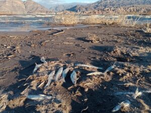 Jachal: Denuncian derrame de mercurio desde la mina Veladero