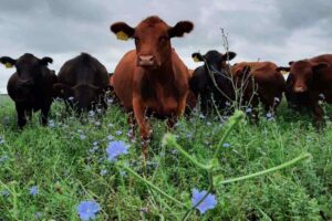 La agroecología en forma de mapa: 15.000 hectáreas productivas sin venenos