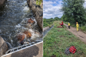 El Brete: rescataron un equino que cayó en el canal maestro de riego